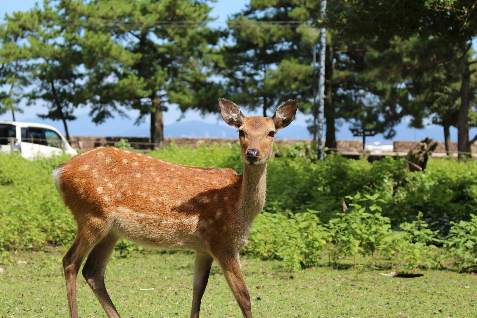 Miyajima Seaside Hotel Itsukushima Zewnętrze zdjęcie